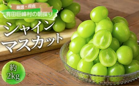 シャインマスカット 約2kg  (3房～5房) 有田巨峰村 【朝採 新鮮】■2025年発送■※8月中旬頃から9月下旬頃まで順次発送予定