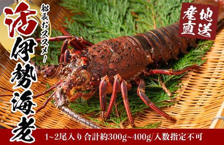 活 伊勢海老 1尾 ～ 2尾 入り 合計 約300g ～ 400g セット 産地直送 船長 おすすめ