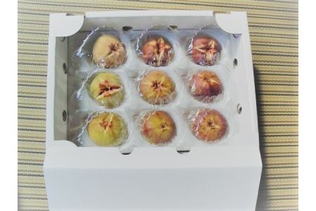 【先行予約】浜田のいちじく懐かしの味！長浜唐柿（蓬莱柿）生食用 約2kg 8月下旬から発送【113_0368】