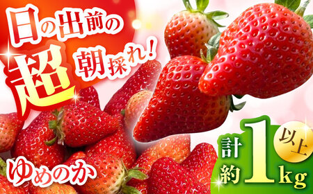 【2026年1月中旬?発送】いちご ゆめのか 約260g × 4P / いちご いちご いちご いちご いちご いちご / O' Berry![SGA001]