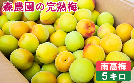 【期間限定】森農園の完熟梅(南高梅) 5kg 梅 南高梅 完熟梅 梅干し 梅干 梅干し用 梅酒 梅シロップ 梅ジャム 5キロ 数量限定 先行予約 6月 ＜162-003＞