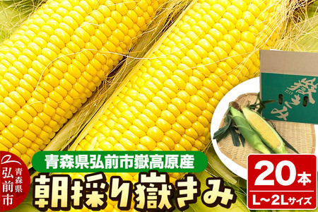 とうもろこし 朝採り嶽きみ 20本（L～２Lサイズ）【弘前市嶽高原産・とうもろこし 野菜 】