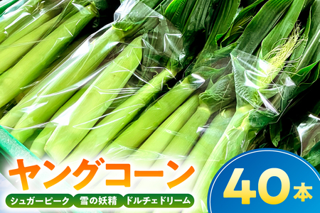 【千葉県産】ヤングコーン40本 mi0113-0001 野菜 旬 皮付き 生ﾔﾝｸﾞｺｰﾝ ﾍﾞﾋﾞｰｺｰﾝ とうもろこし