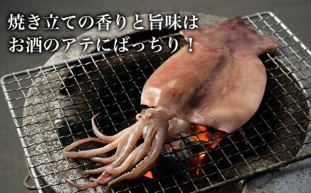 肉厚ふっくら イカ一夜干し２枚入り×６パックセット【一夜干しいか 一夜干しイカ 酒の肴いか 酒の肴イカ 魚介類いか 魚介類イカ】