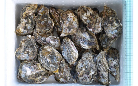 【約3.8㎏】馬島産 牡蠣/かき カキ 生牡蠣 殻付き【期間限定※2026年1月中旬～3月下旬発送】
