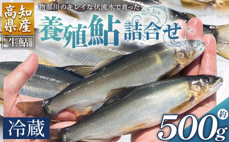 【冷蔵】鮎 500g 先行受付【鮎 鮎 鮎 鮎 鮎 鮎】 kt-0001