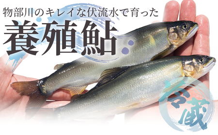 【冷蔵】鮎 500g 先行受付【鮎 鮎 鮎 鮎 鮎 鮎】 kt-0001
