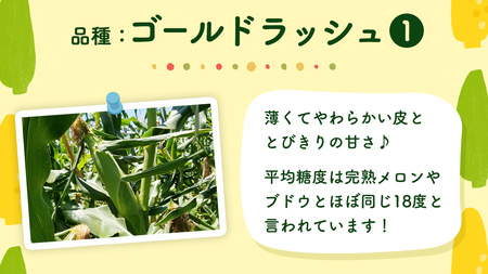 とうもろこし 朝採れ ゴールドラッシュ 約 6kg 6月下旬発送開始 とうもろこし とうもろこし とうもろこし とうもろこし とうもろこし とうもろこし とうもろこし